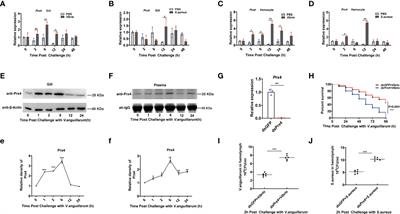 Peroxiredoxin 4 Interacts With Domeless and Participates in Antibacterial Immune Response Through the JAK/STAT Pathway